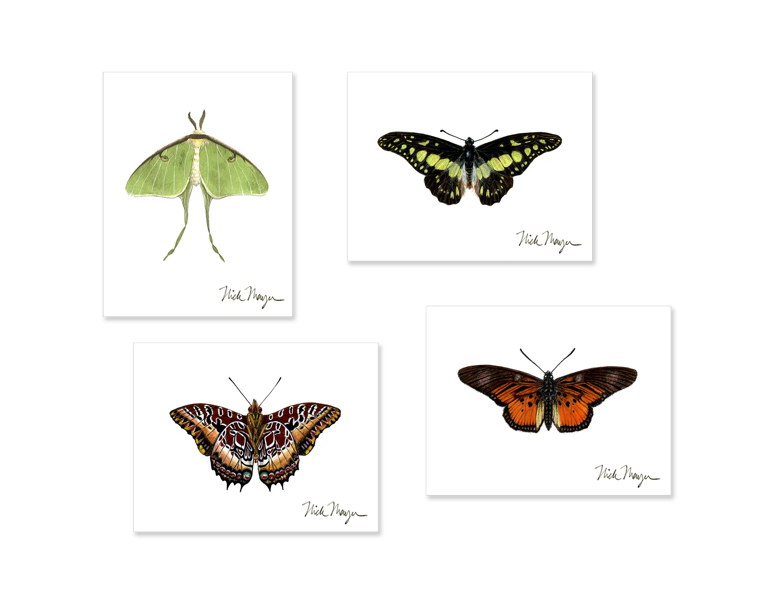 Butterfly Boxed Assortment